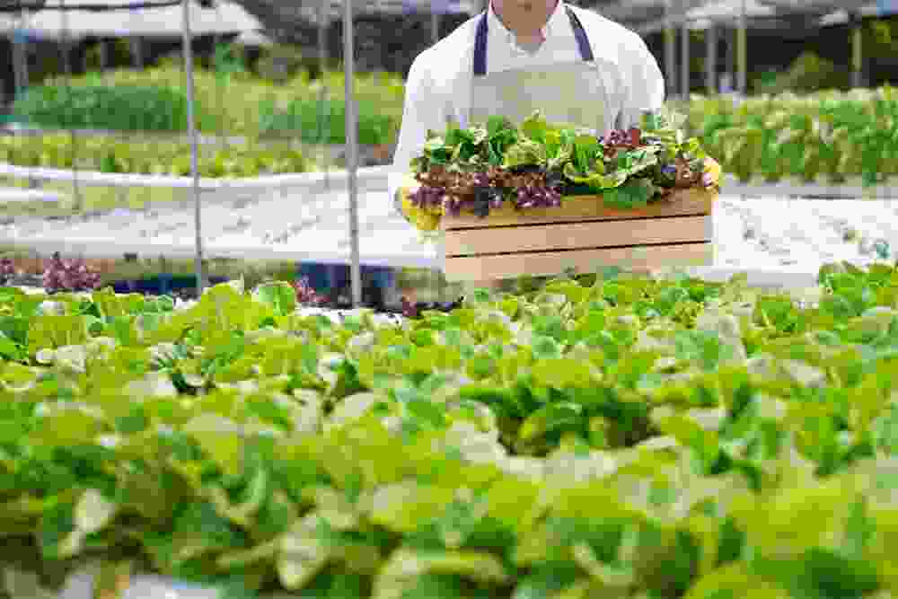 Horti TJ