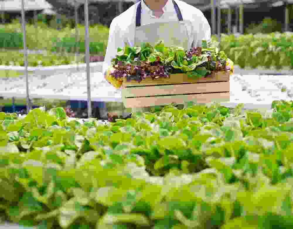 Horti TJ