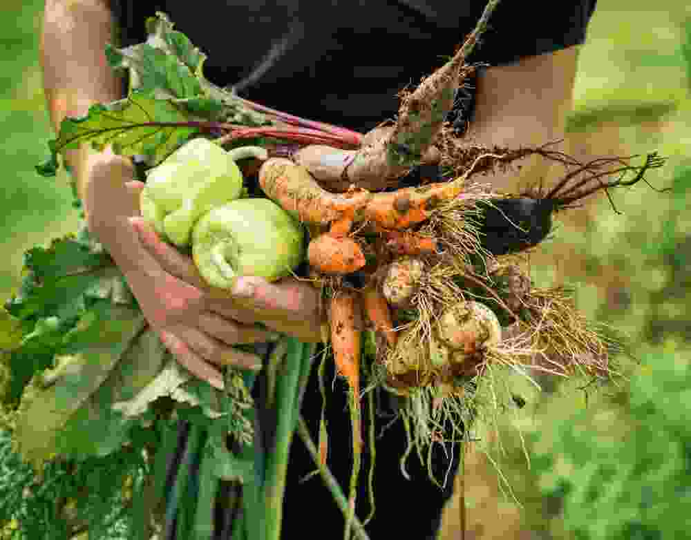 Horti TJ
