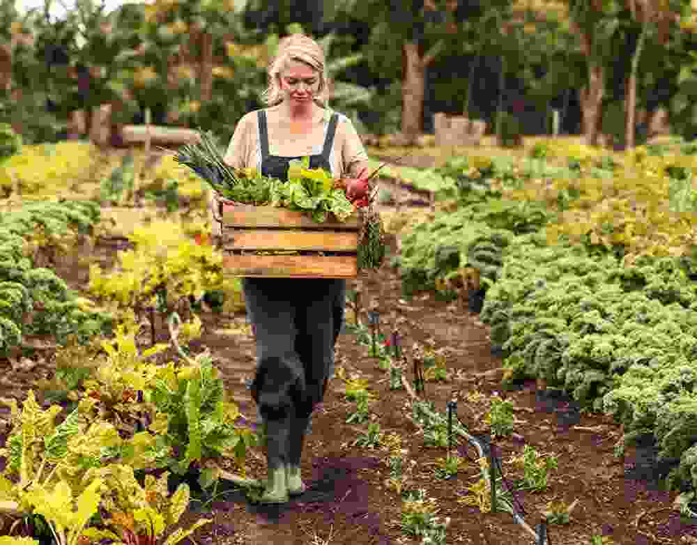 Horti TJ